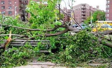 City sets hopes on replanting Forest Hills trees