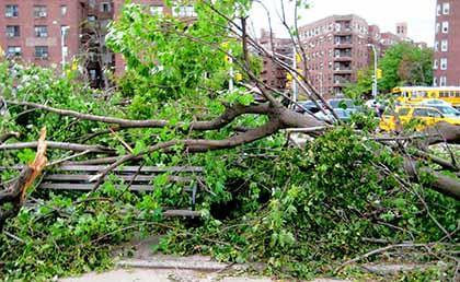 City sets hopes on replanting Forest Hills trees