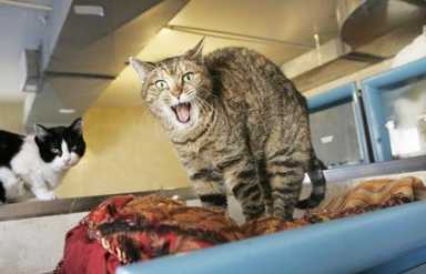Flushing’s Animal Haven to close its doors in March
