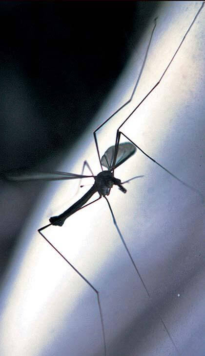 City waits to decide on Pomonok mosquito spraying