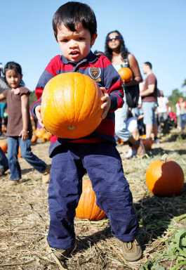 Visitors to Queens Farm pick pumpkins