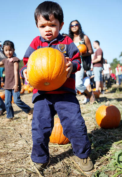 Visitors to Queens Farm pick pumpkins