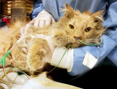 Jack the Cat loses recovery battle