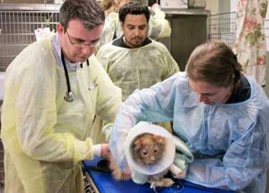 Jack the cat moved to Manhattan for further treatment