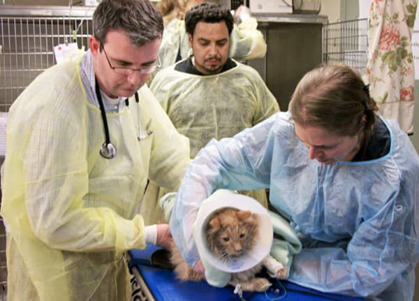 Jack the cat moved to Manhattan for further treatment