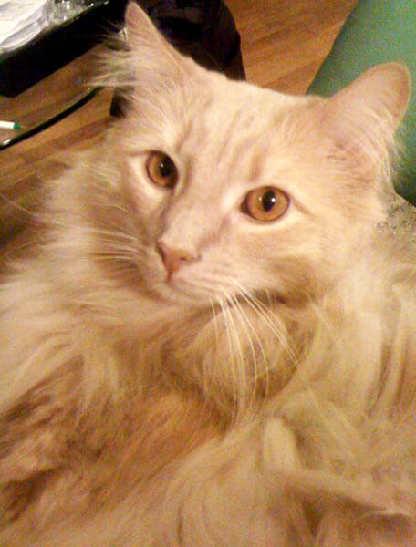JFK cat in ICU following rescue at customs room