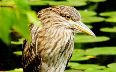Birds of many feathers flock to Jamaica Bay for fall
