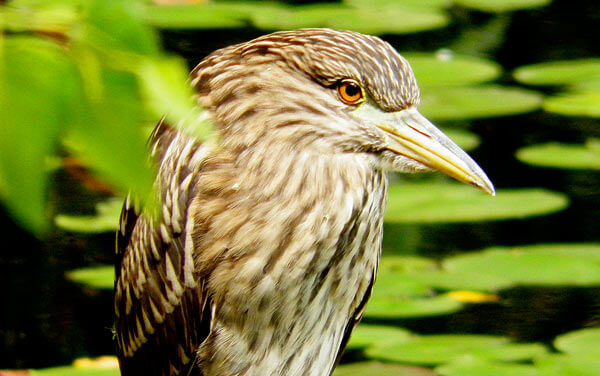 Birds of many feathers flock to Jamaica Bay for fall