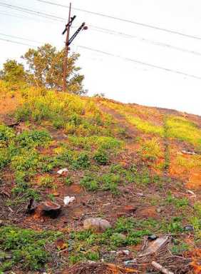 Woodside residents upset over tree trim