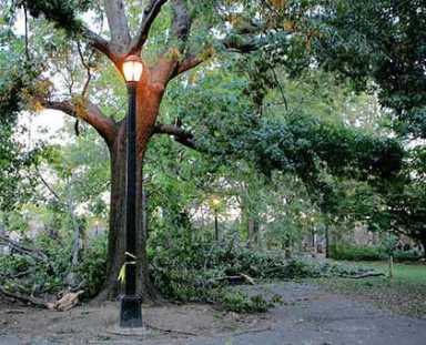 MidVill residents wary over train company’s tree donation