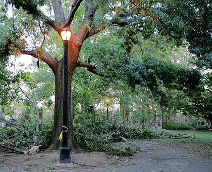 MidVill residents wary over train company’s tree donation