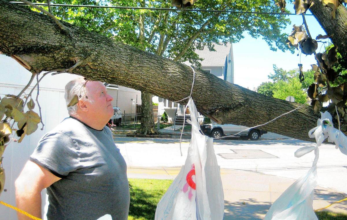 Bellerose civic leader criticizes city over tree