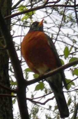 Alley Pond Park doesn’t disappoint as a place to go birding