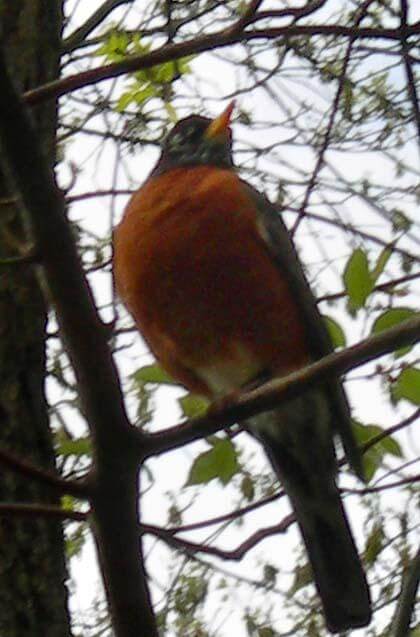 Alley Pond Park doesn’t disappoint as a place to go birding