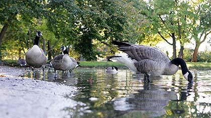 CB 13, pols slam plan for only one seasonal parks worker
