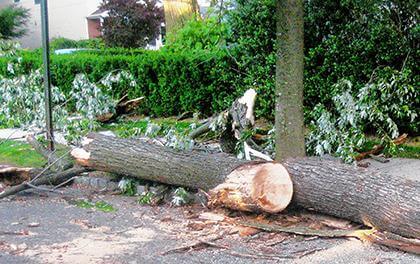 Falling tree causes serious car accident