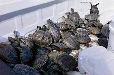 Turtle takeover at JFK Airport spawns online sensation