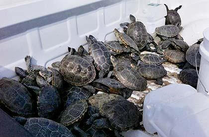 Turtle takeover at JFK Airport spawns online sensation