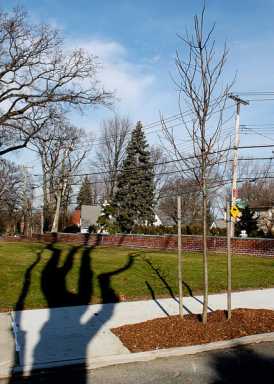 Northeast Queens groups work to replace trees lost to storms