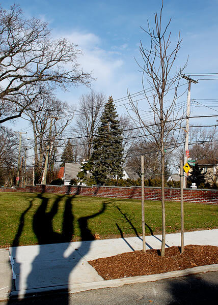 Northeast Queens groups work to replace trees lost to storms