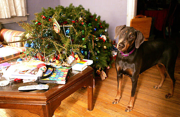 Have a great photo of your pet? Submit it to our Queens Critter Contest!