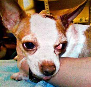 Dog put to sleep after beating by Ridgewood owner: ASPCA