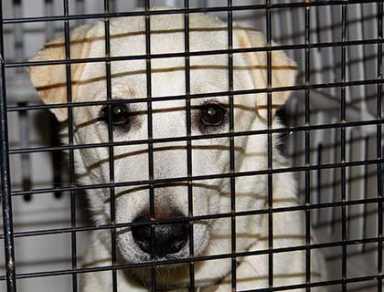 Puerto Rican pooches land at JFK on way to shelter