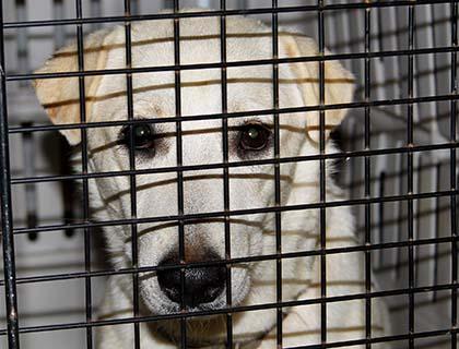 Puerto Rican pooches land at JFK on way to shelter