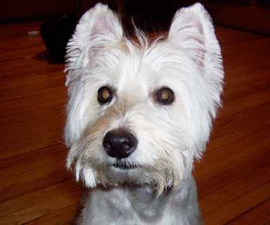 Chester crowned fifth Queens Critters contest winner