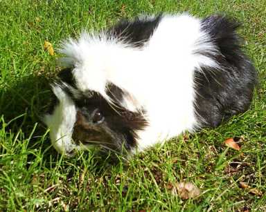 Fluffy wins Queens Critters contest