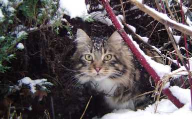 Maine Coon cat crowned winner of Queens Critters contest