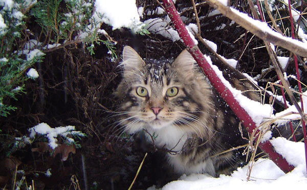 Maine Coon cat crowned winner of Queens Critters contest