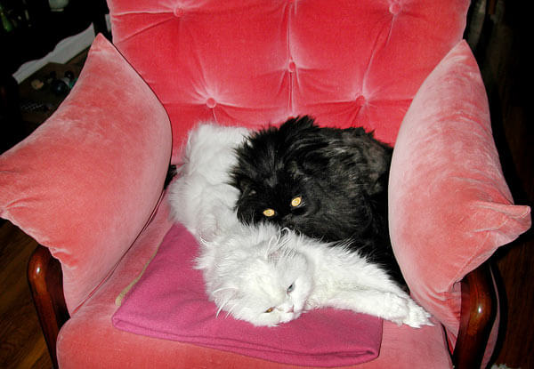 Bowie and Harley win fourth Queens Critters contest