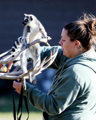 Kangaroo, alligator and lemur visit Queens Farm