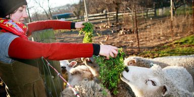 Visitors flock to Queens Farm for open house