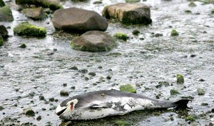 Dead porpoise washes up on Little Neck Bay