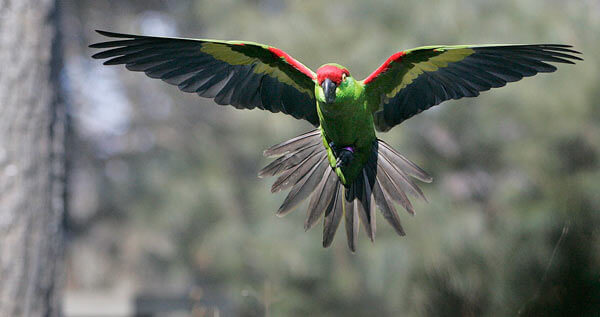 Tropical birds make it feel like summer at Queens Zoo