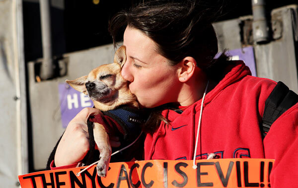 Council blasted for nixing Queens animal shelter