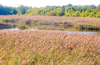 City OKs new design for Ridgewood Reservoir