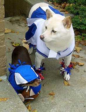 Pups win Whitestone costume contest