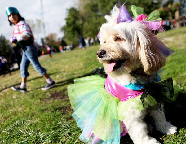 Costumed pups compete at LIC fest