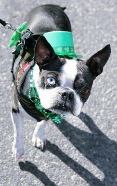 St. Patrick’s parade hails green in boro
