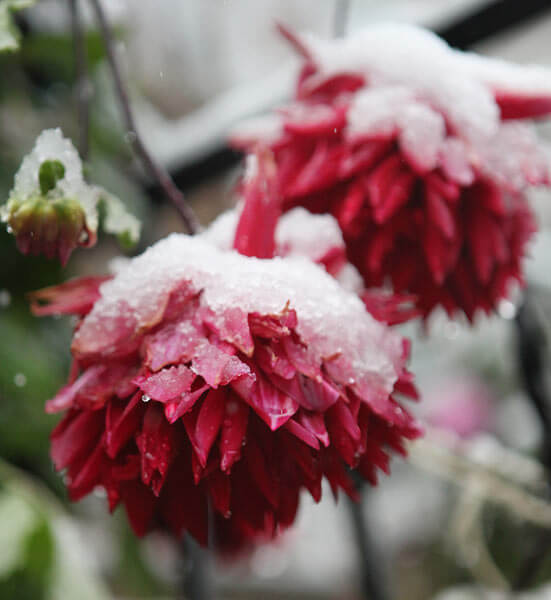 Say it’s not snow!