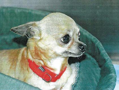 Flushing man accused of neglecting his dogs