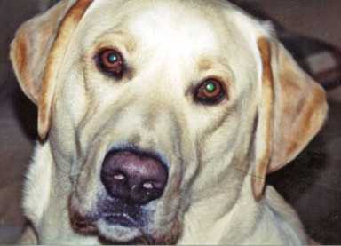 Little Neck dog alerts woman to injured mother