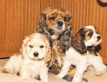 Animal group files suit over pair of pups