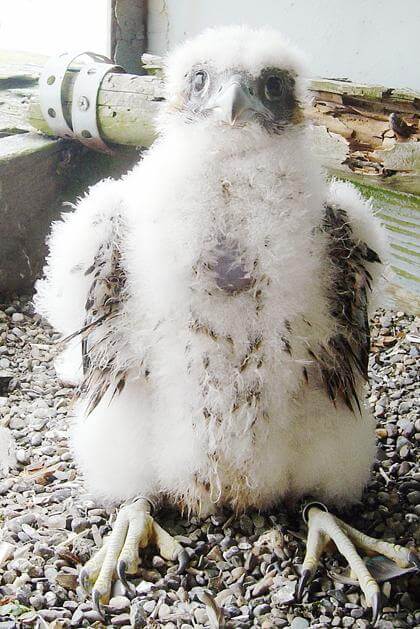 Falcon chicks born on bridges