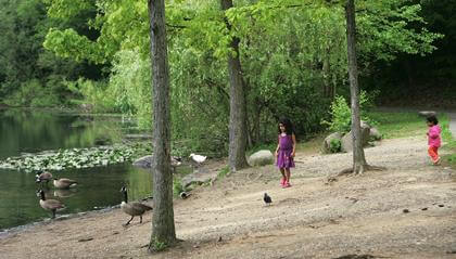 NE Queens aghast at geese gassing