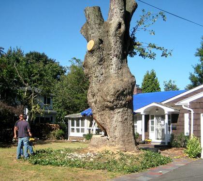 Decaying 600-yr-old tree cut down at Douglaston home