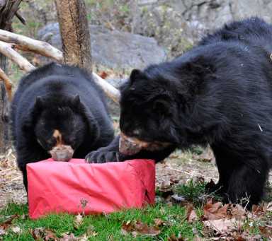Queens Zoo animals receive their holiday treats